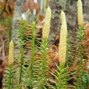 Dragon’s breath powder/ Lycopodium
